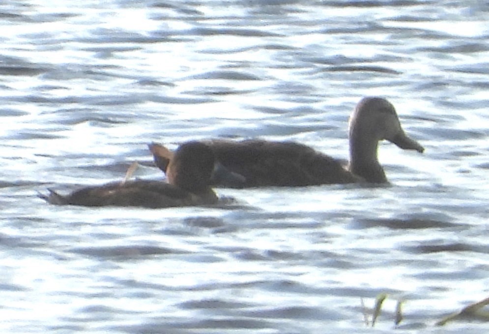 Ring-necked Duck - ML619961184