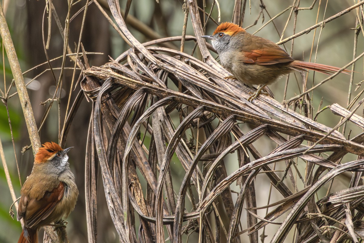Rufous-capped Spinetail - ML619961185