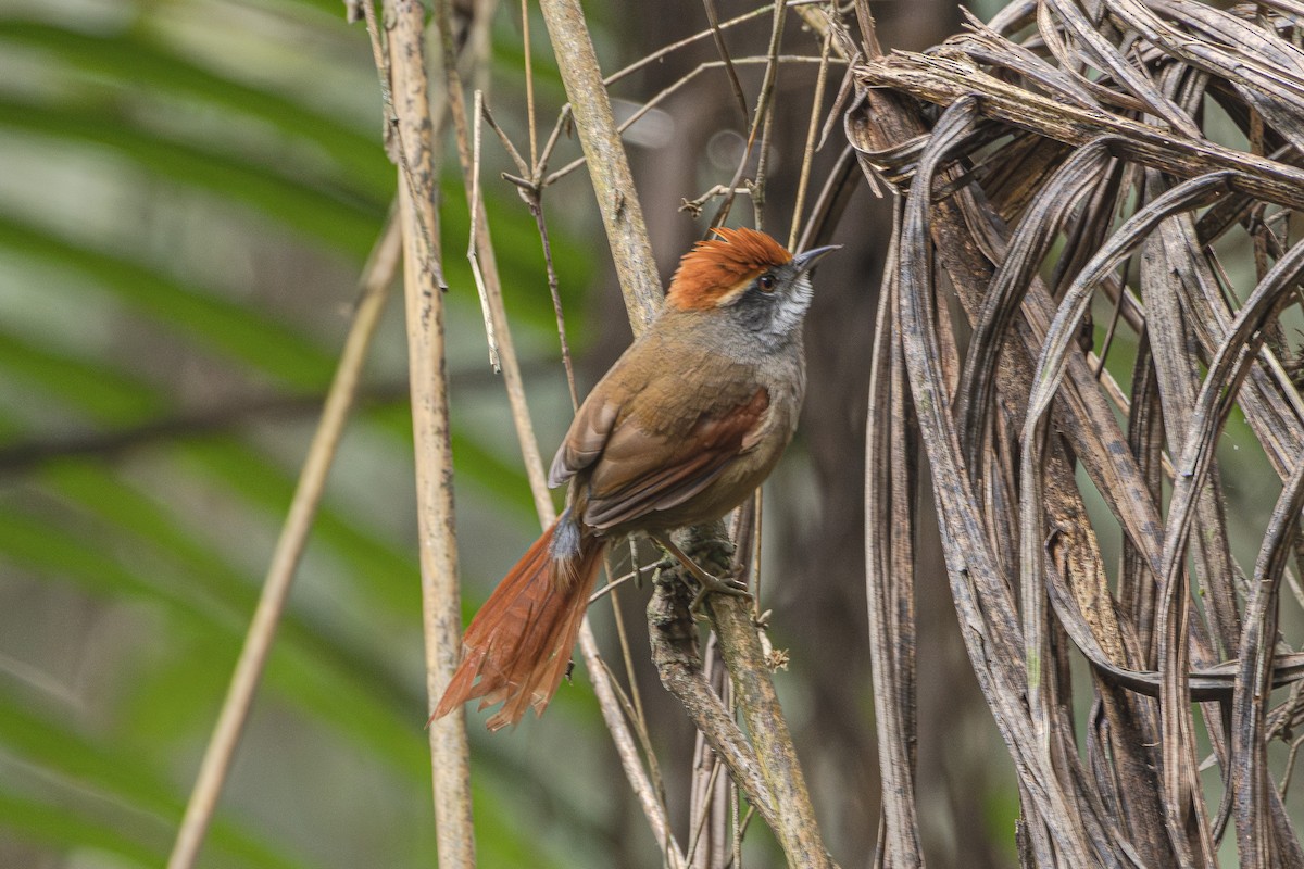 Rufous-capped Spinetail - ML619961186