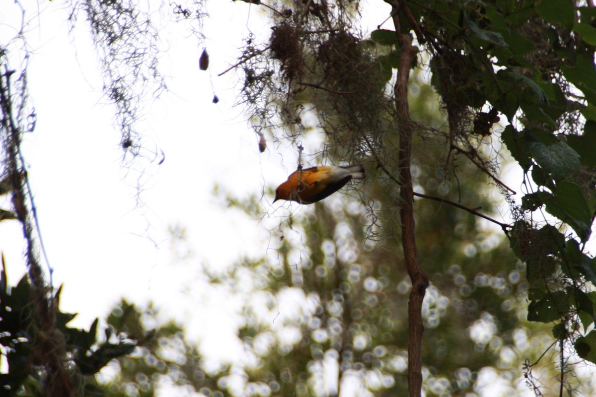 Prothonotary Warbler - ML619961194