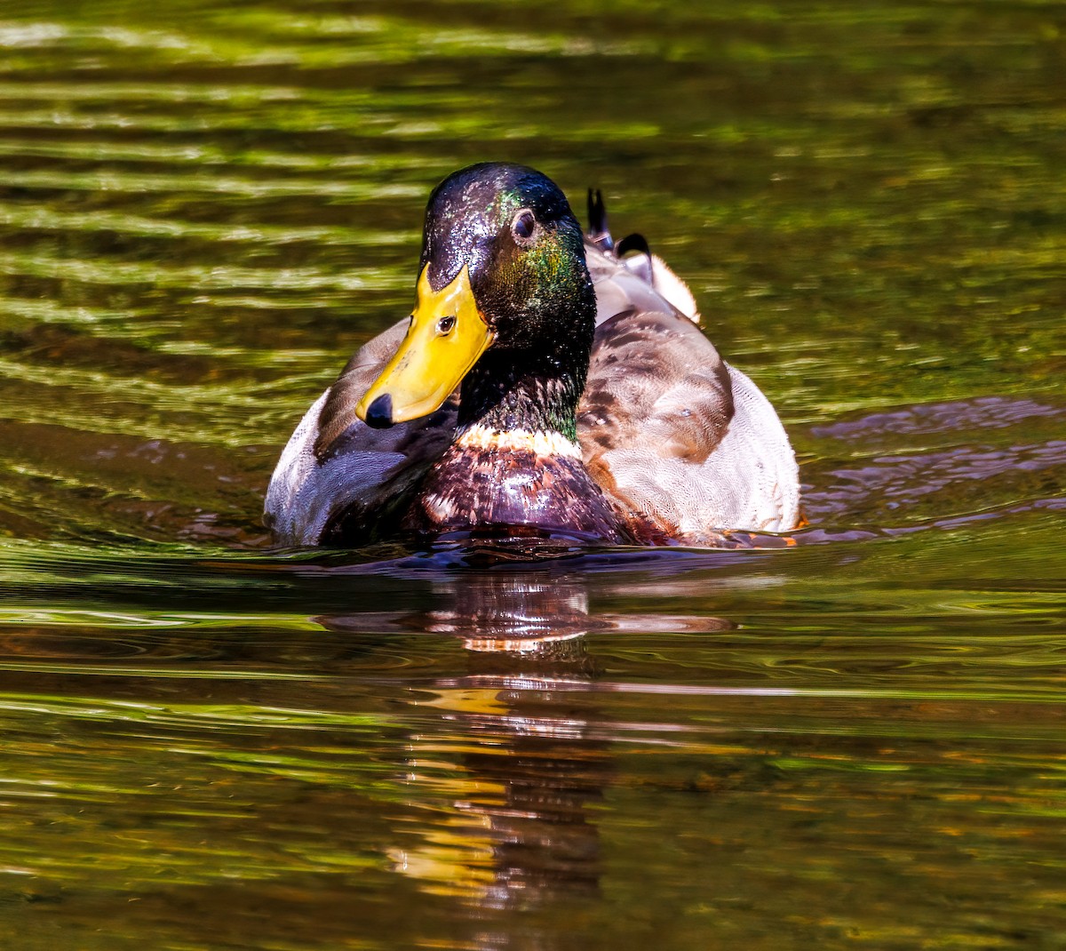 Canard colvert - ML619961196