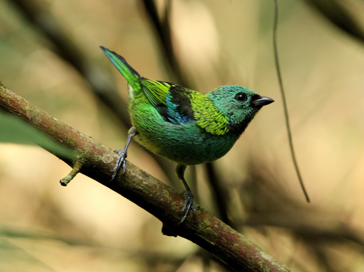 Green-headed Tanager - ML619961218
