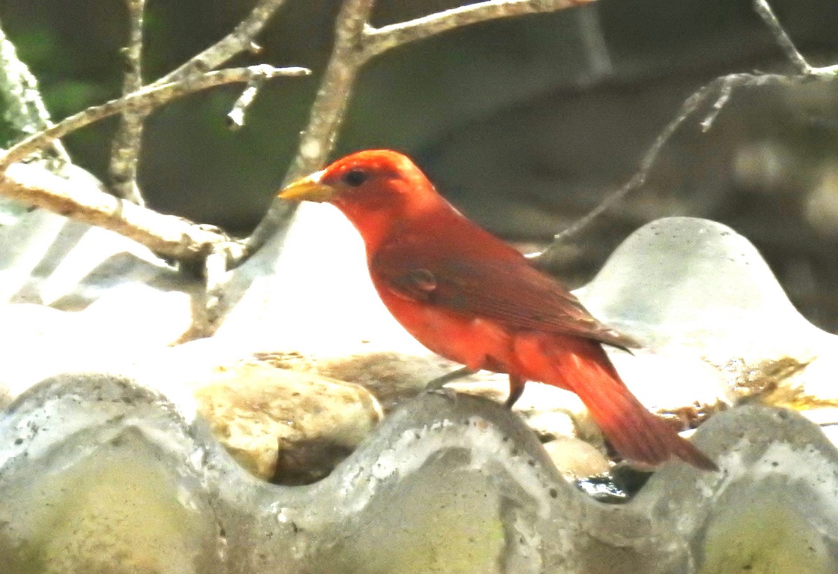 Piranga Roja - ML619961219