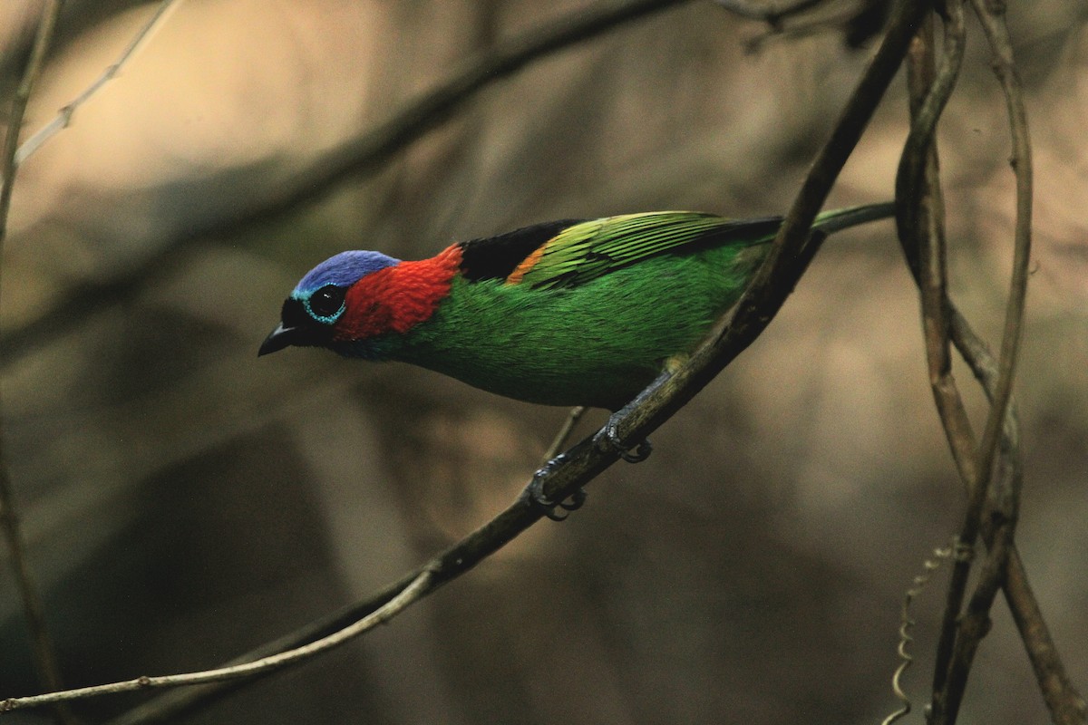 Red-necked Tanager - ML619961227