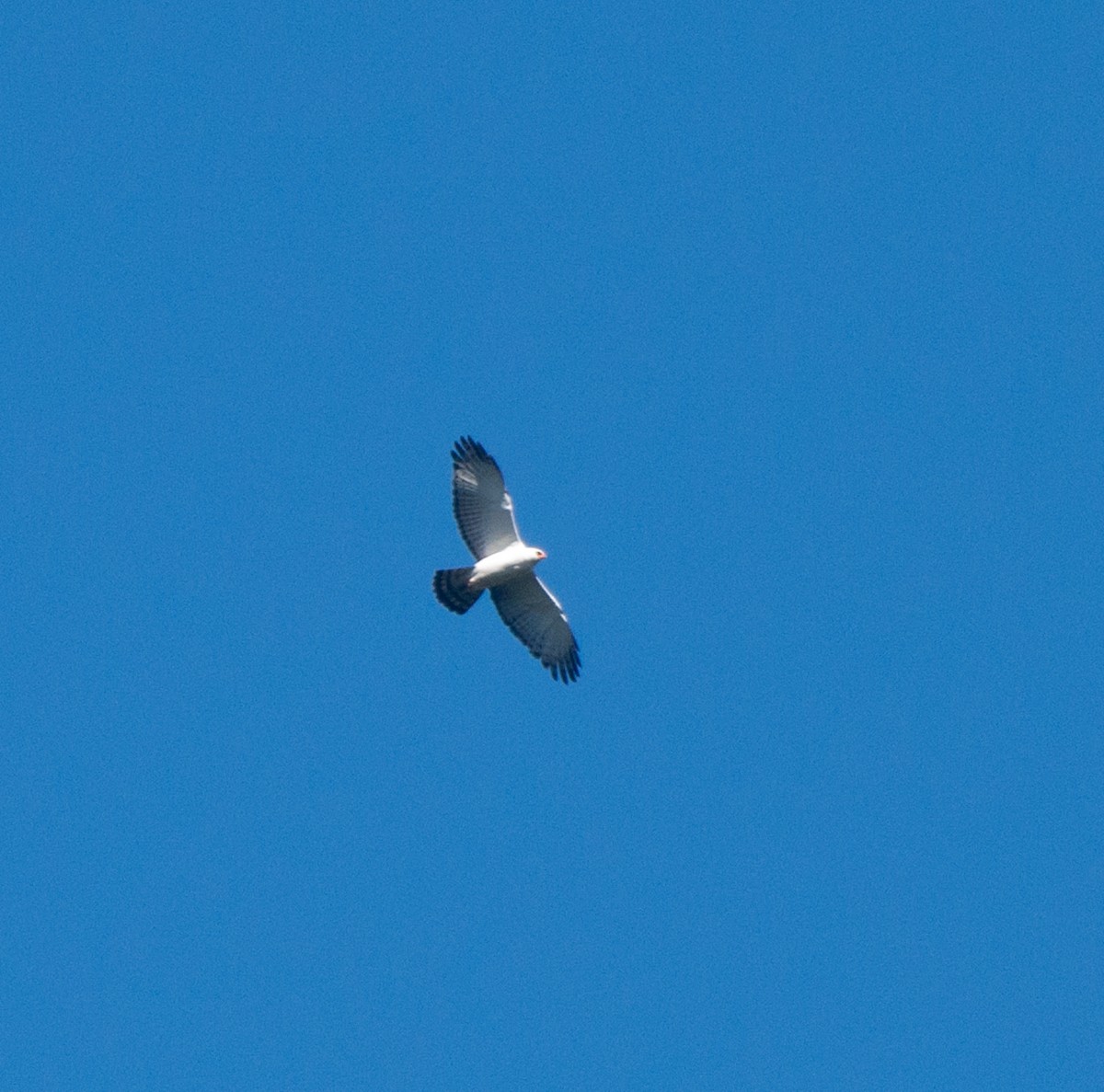 Чёрно-белый орёл - ML619961236