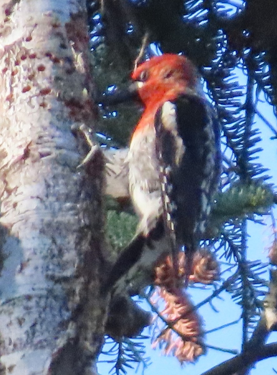 Red-breasted Sapsucker - ML619961243