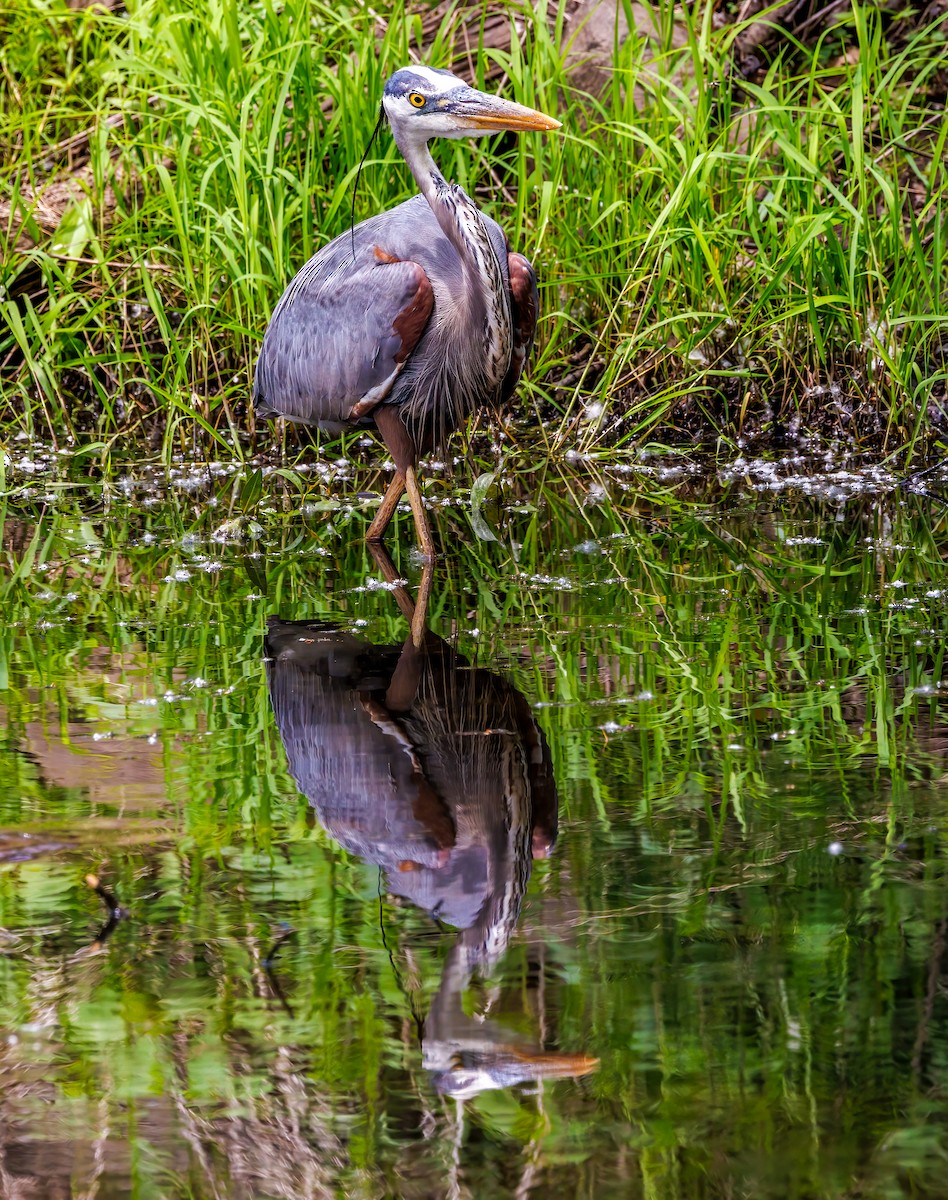 Great Blue Heron - ML619961253