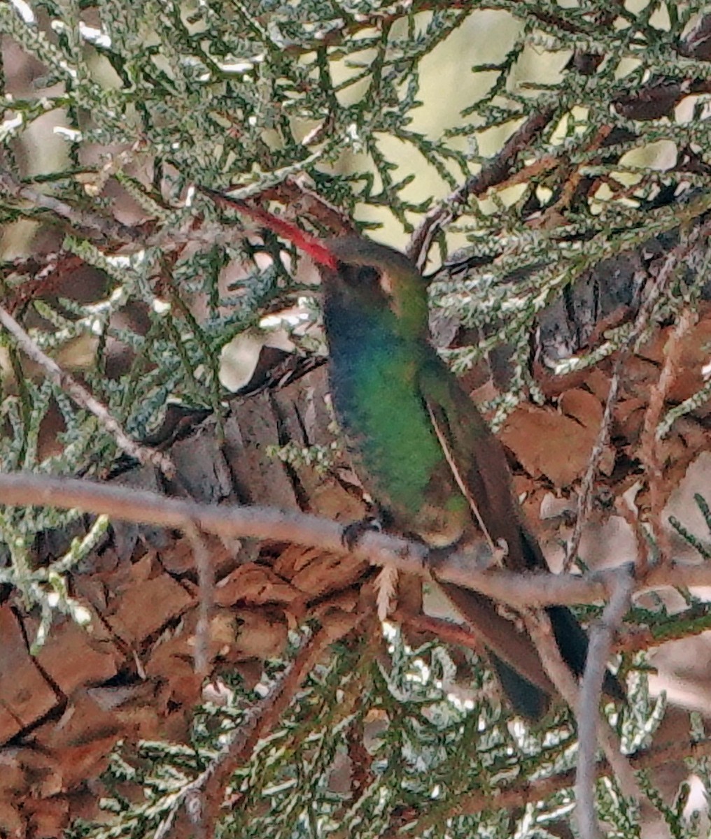 Broad-billed Hummingbird - ML619961264