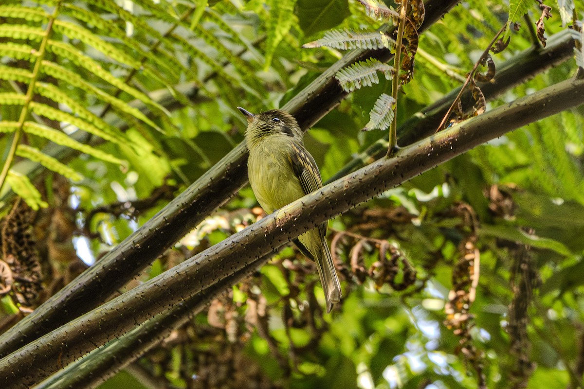 Sepia-capped Flycatcher - ML619961265