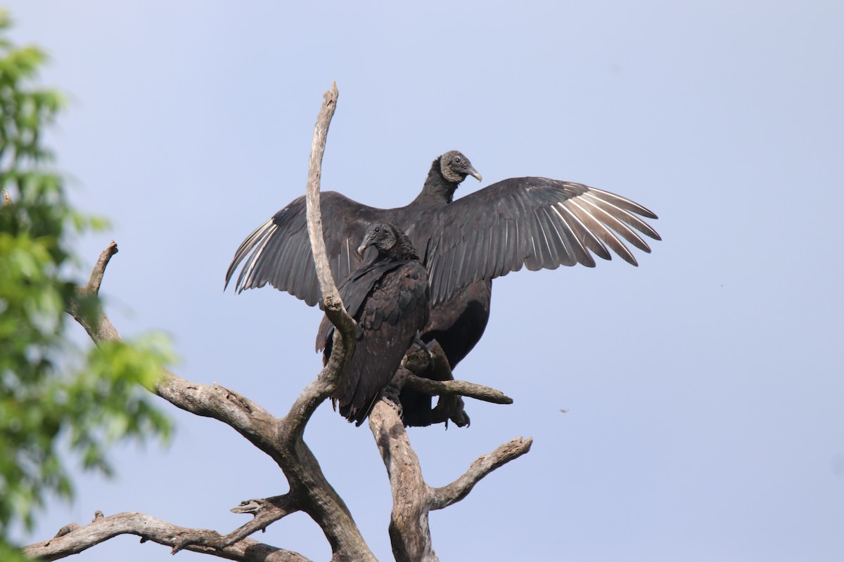 Black Vulture - ML619961266