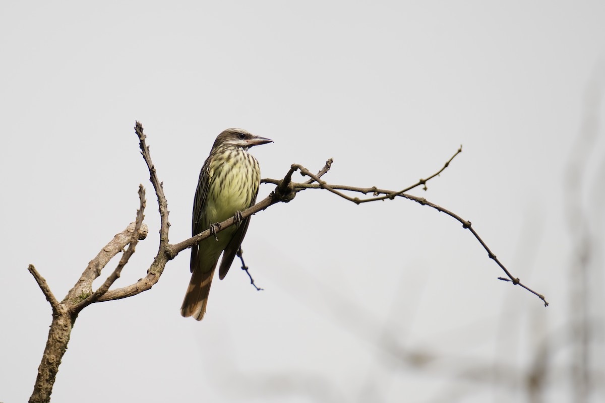 Sulphur-bellied Flycatcher - ML619961297