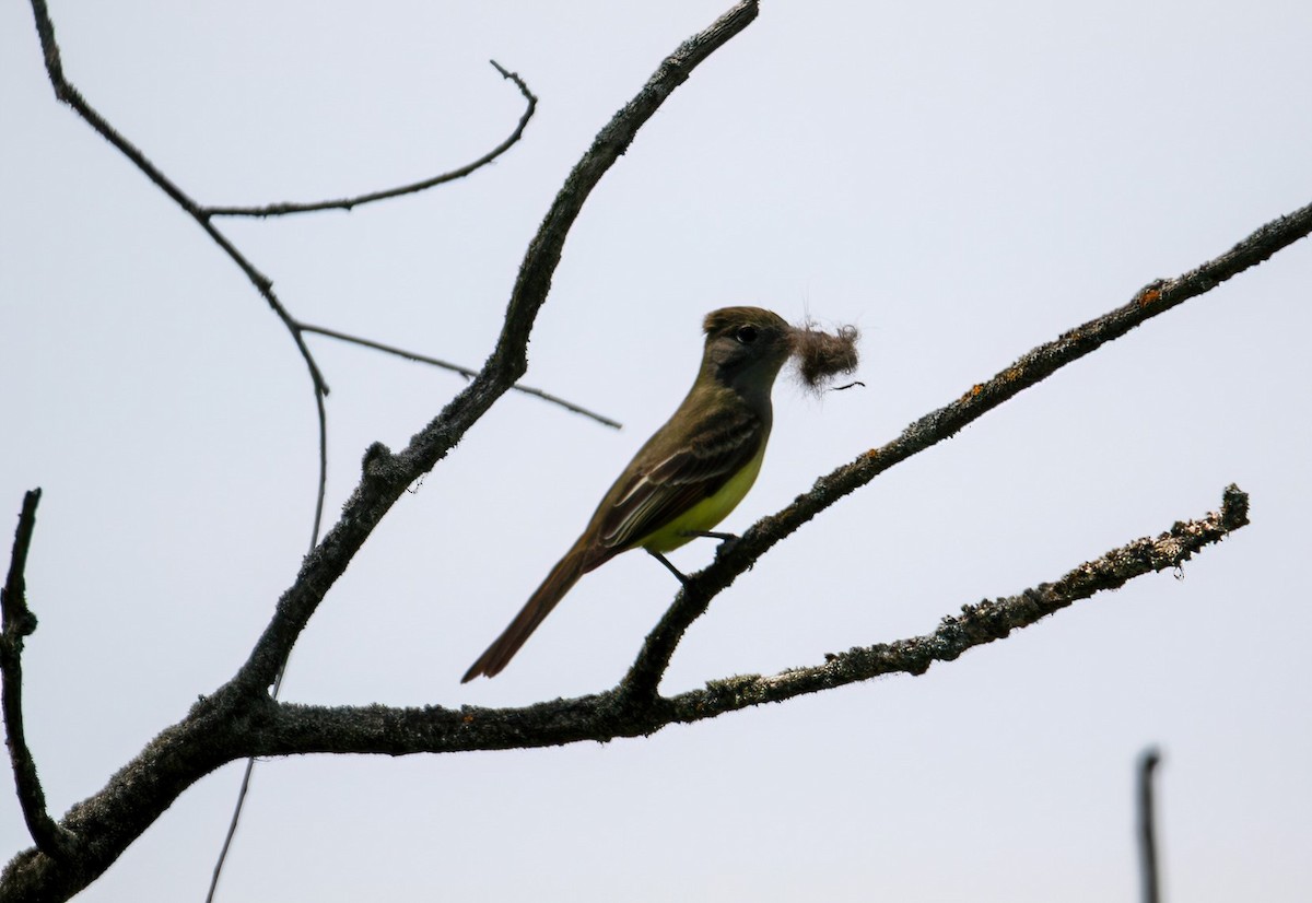 Great Crested Flycatcher - ML619961304