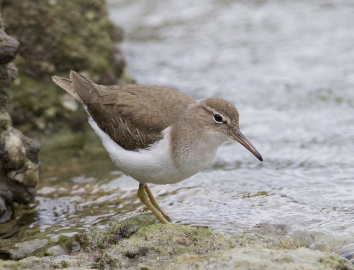 Spotted Sandpiper - ML619961309