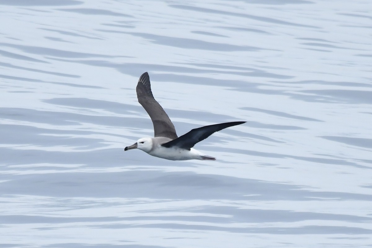 Albatros à sourcils noirs - ML619961314