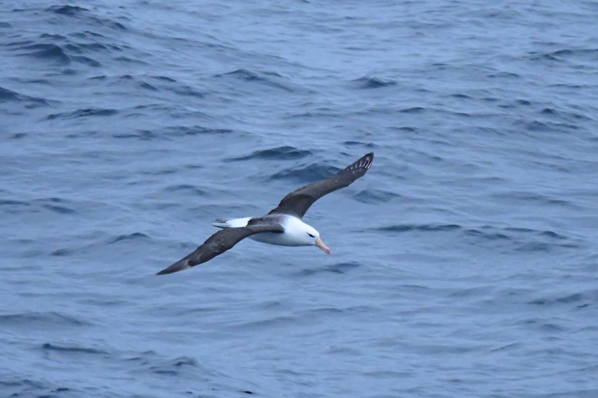 Albatros à sourcils noirs - ML619961315