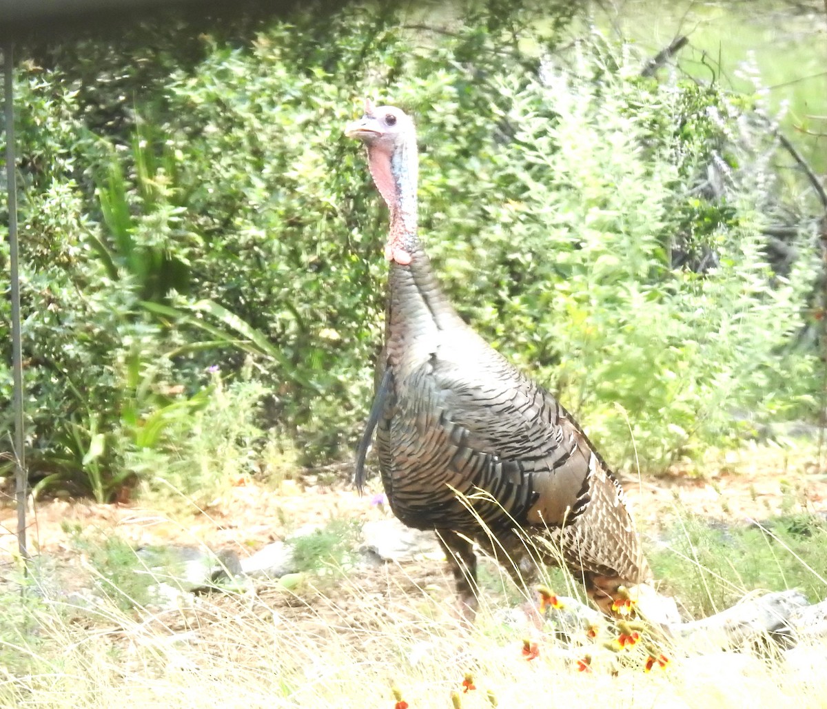 Wild Turkey - ML619961317