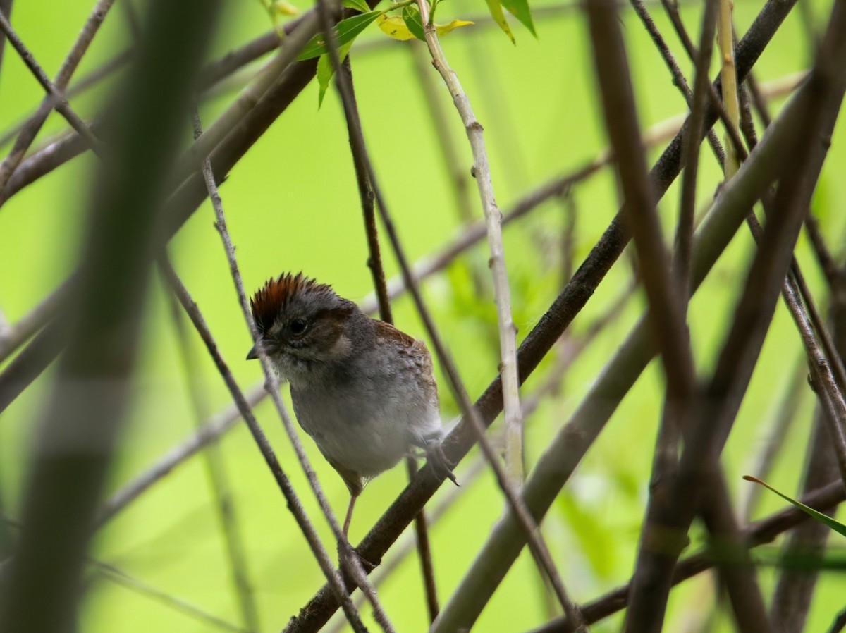Swamp Sparrow - ML619961326