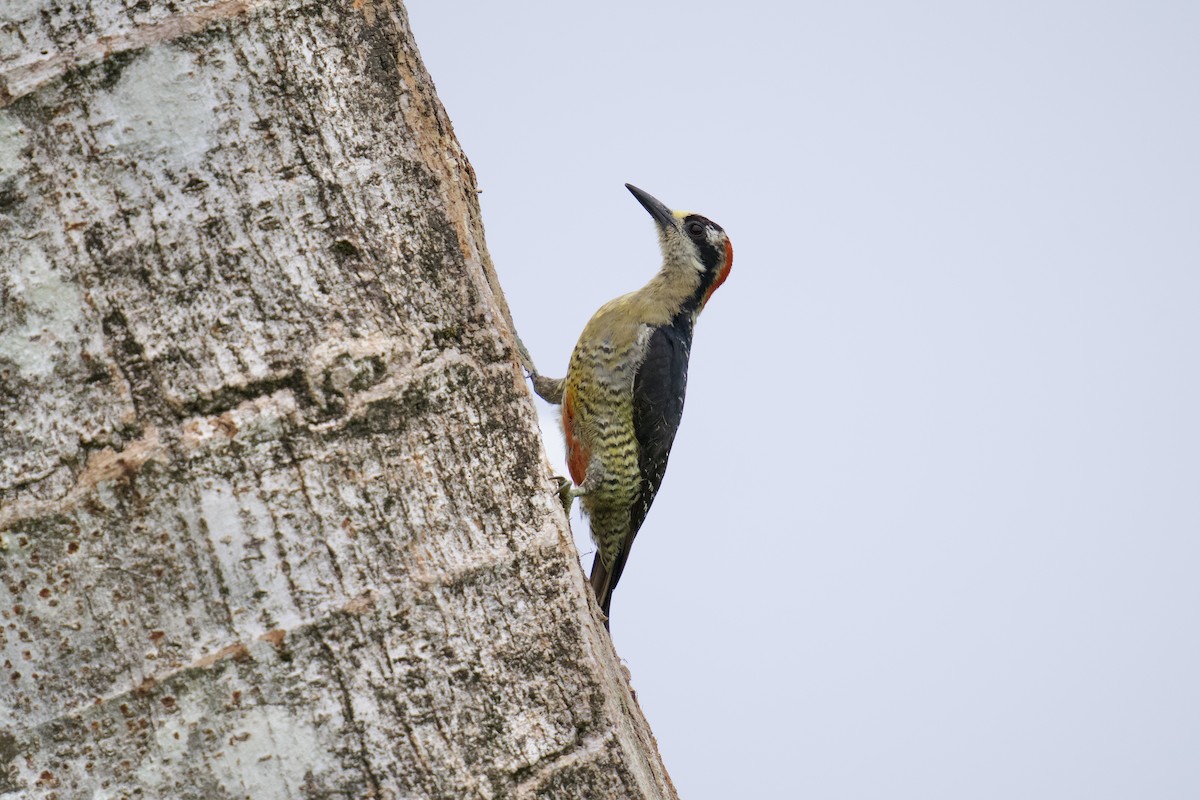 Black-cheeked Woodpecker - ML619961337