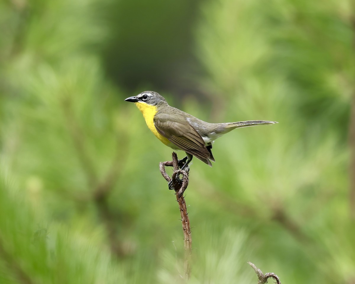 Yellow-breasted Chat - ML619961344