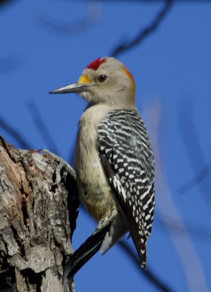 Golden-fronted Woodpecker - ML619961388