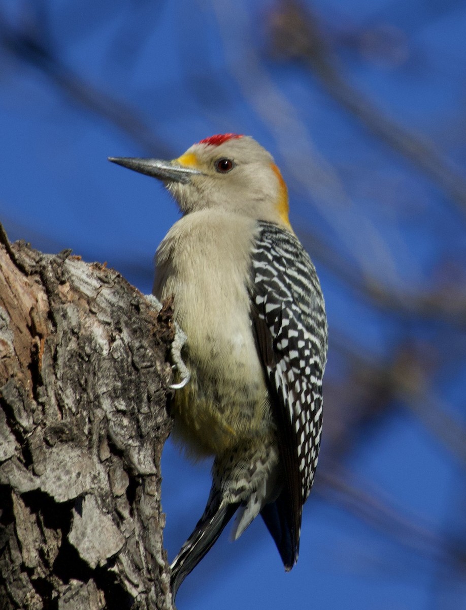 Golden-fronted Woodpecker - ML619961389