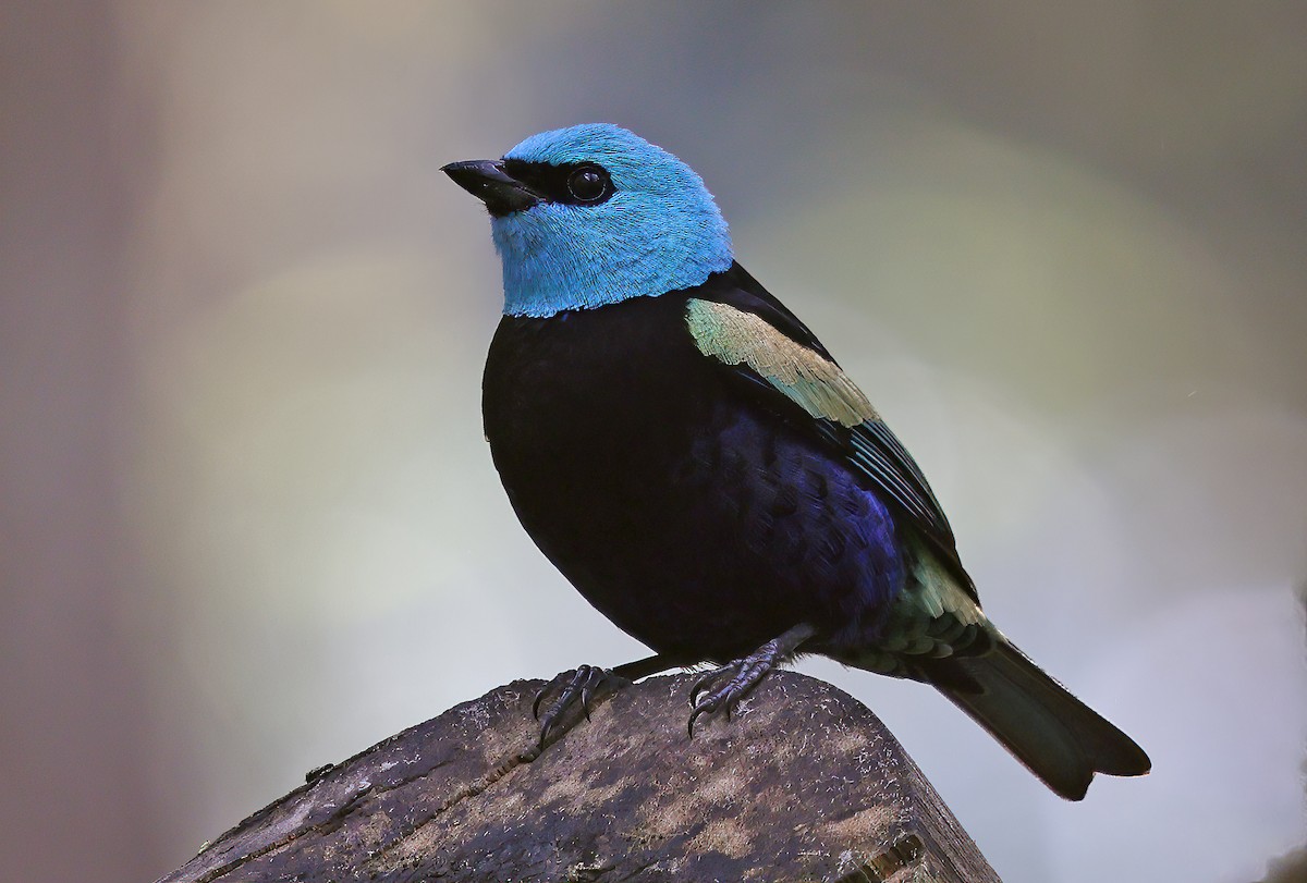 Blue-necked Tanager - ML619961392