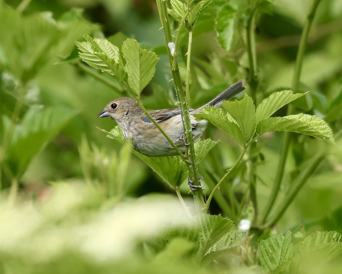 Passerin indigo - ML619961401