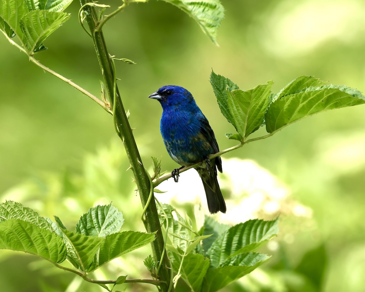 Indigo Bunting - ML619961402