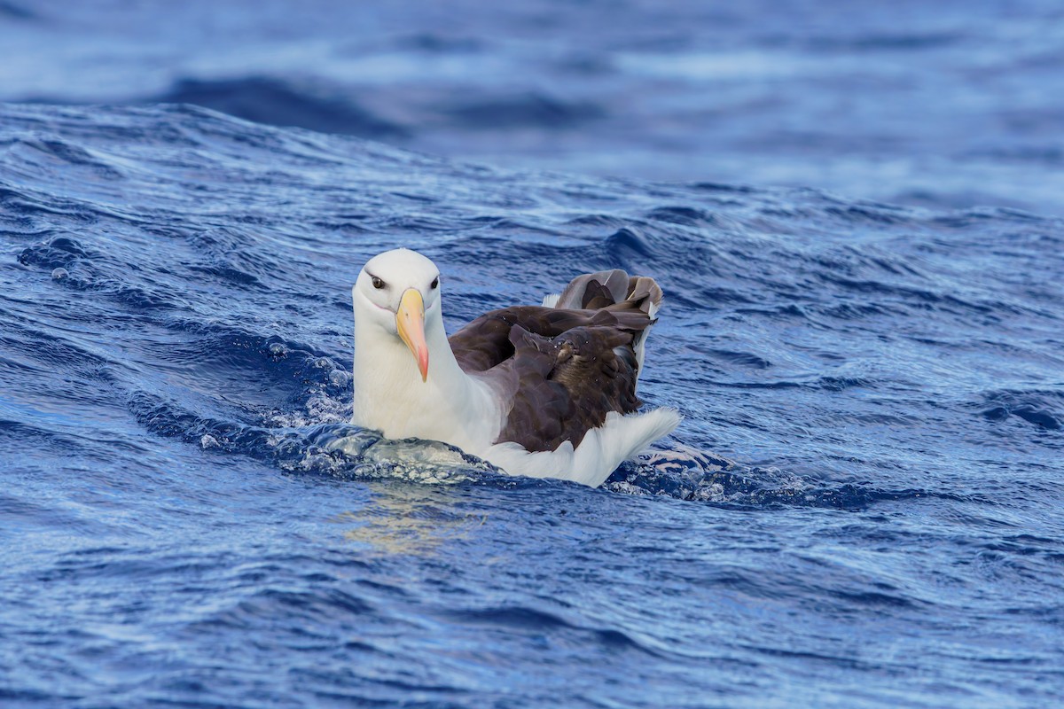 Чернобровый альбатрос (melanophris) - ML619961410