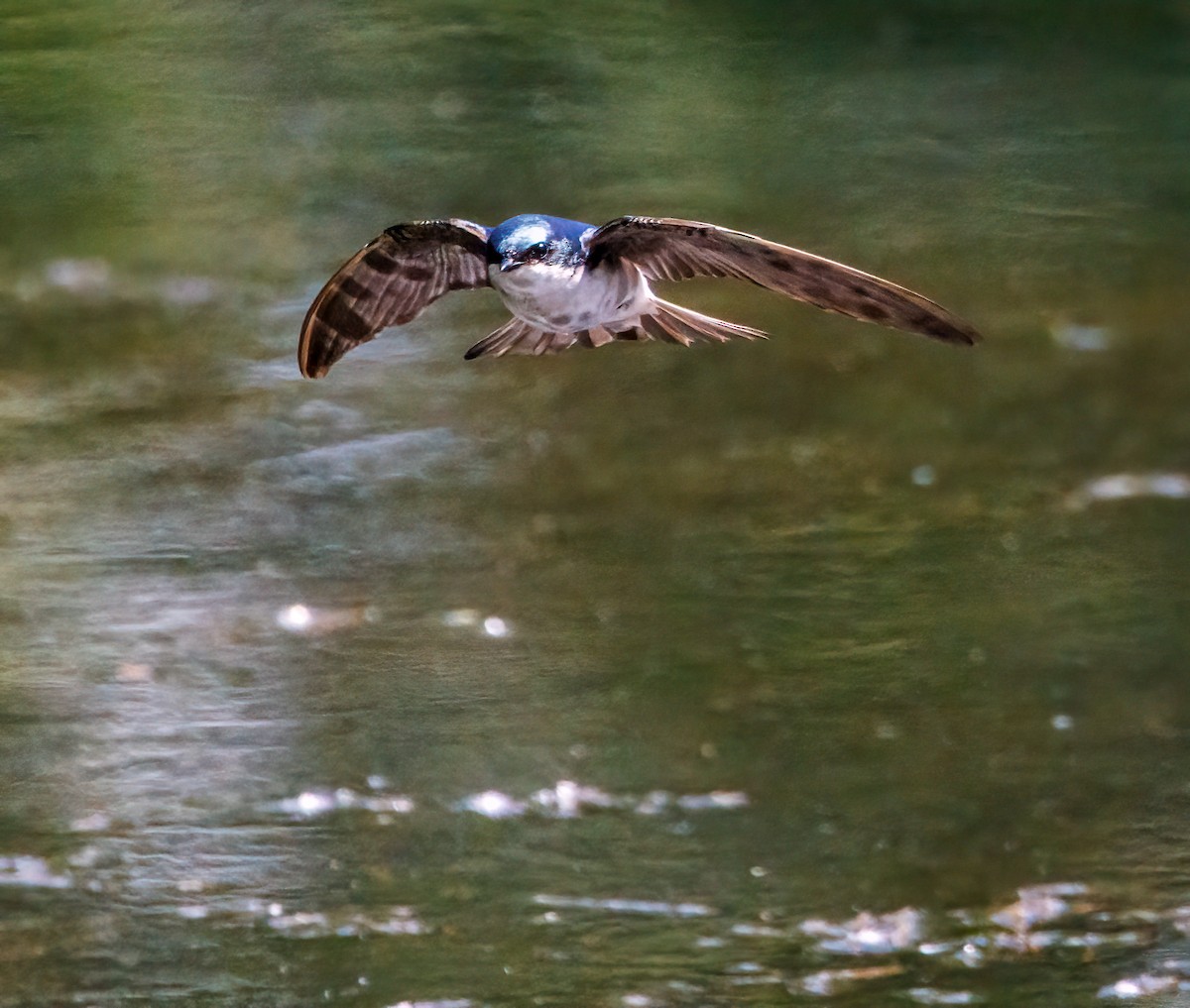 Golondrina Bicolor - ML619961412