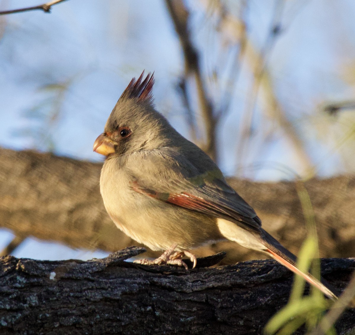 Cardinal pyrrhuloxia - ML619961414