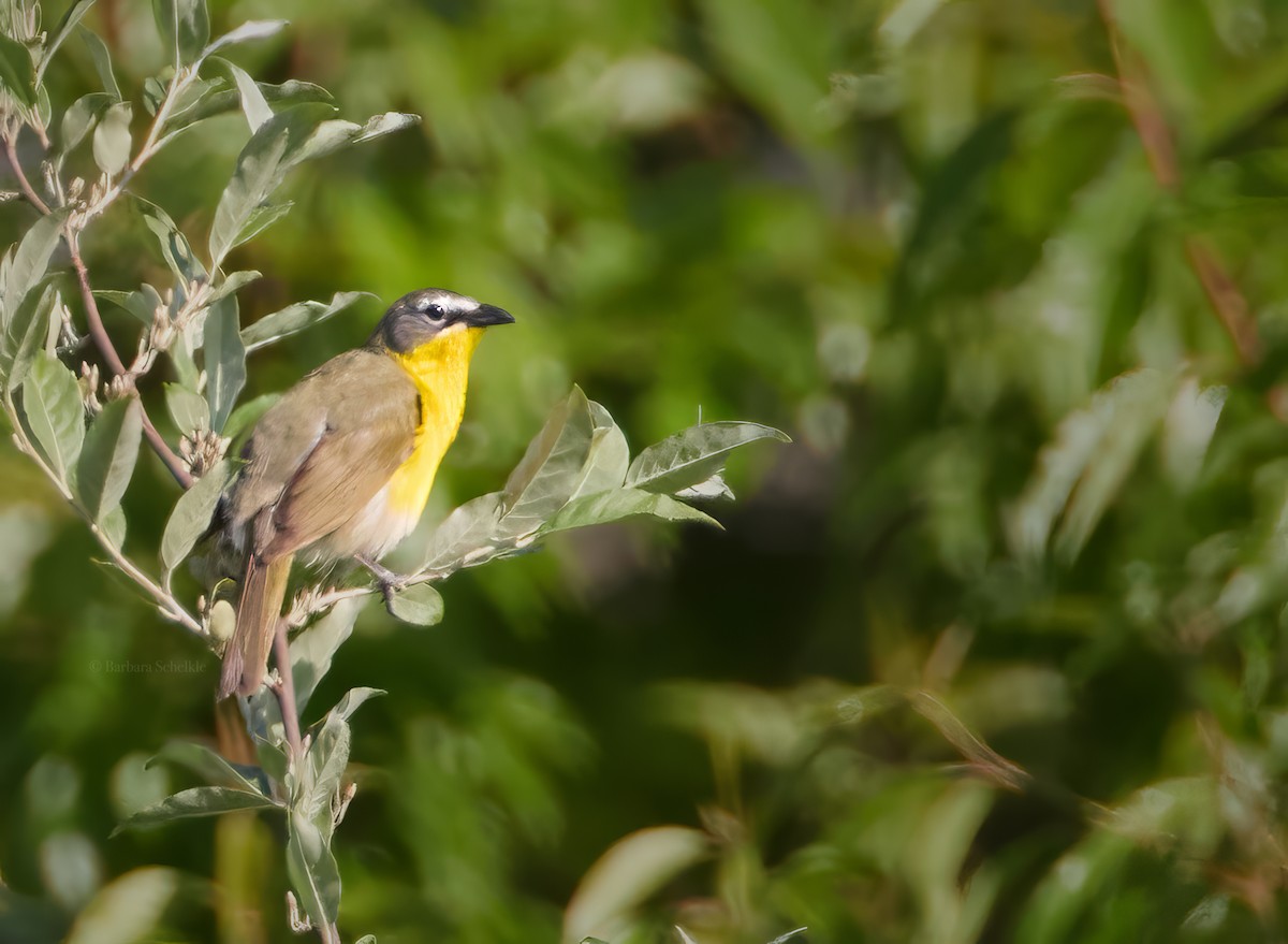 Yellow-breasted Chat - ML619961417