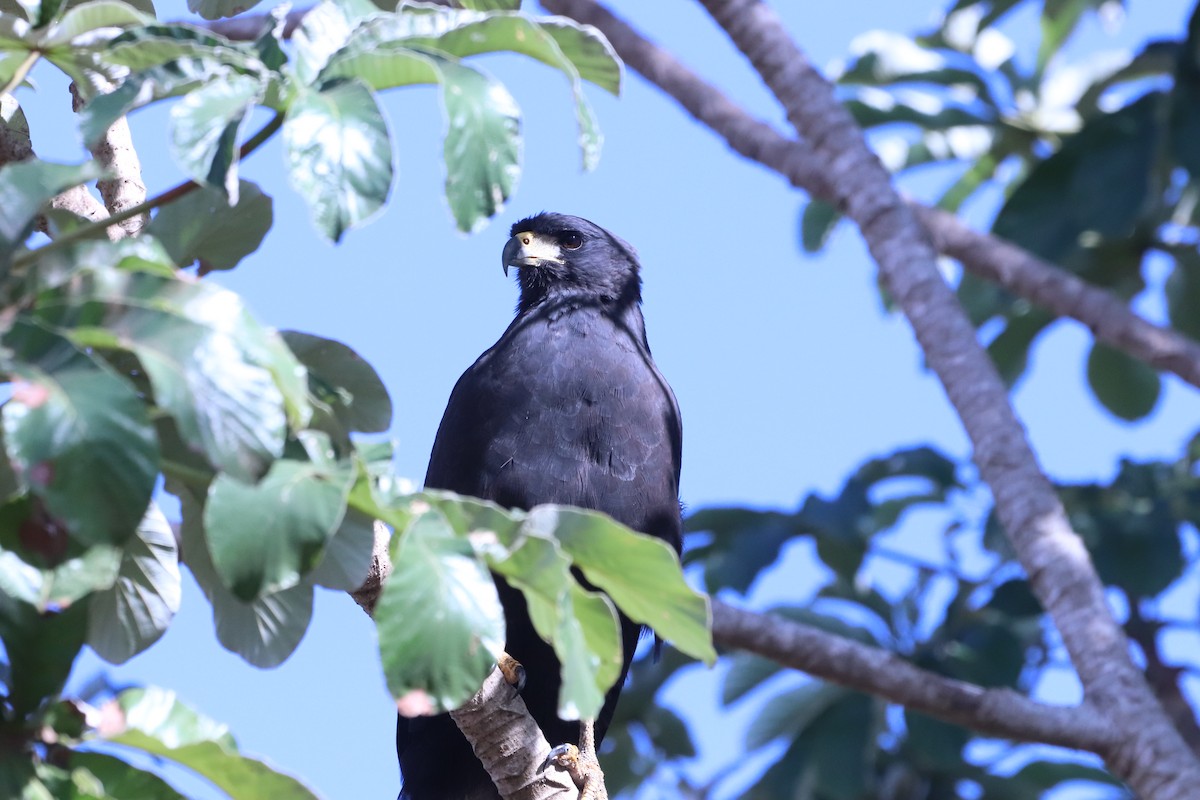 Great Black Hawk - ML619961421