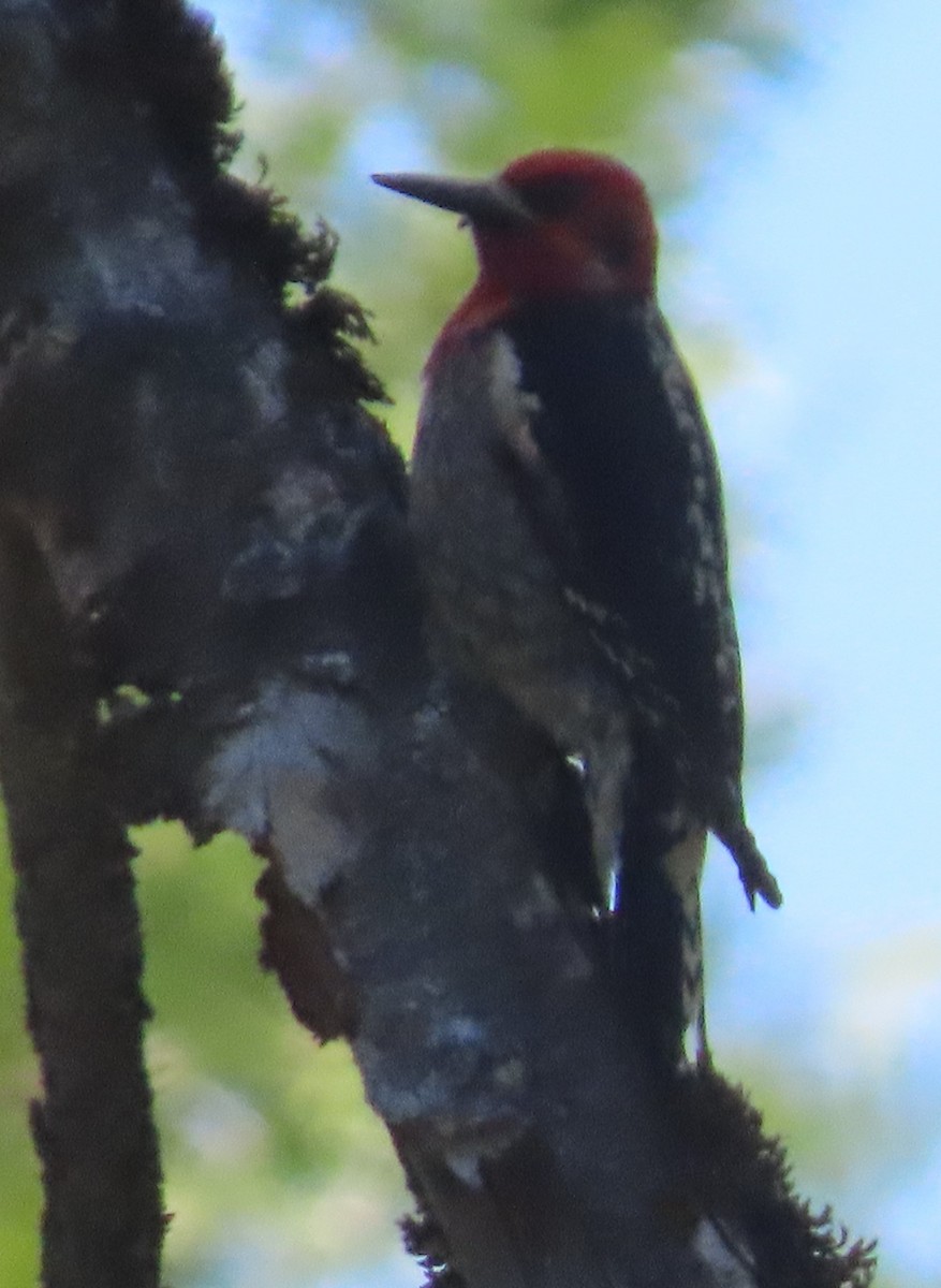 Red-breasted Sapsucker - ML619961424