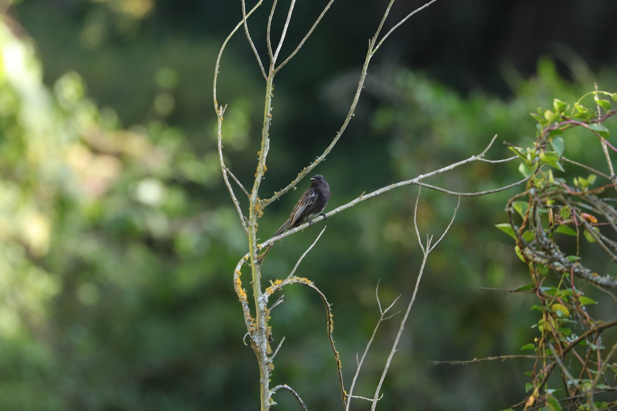 Чёрный фиби (latirostris/angustirostris) - ML619961438