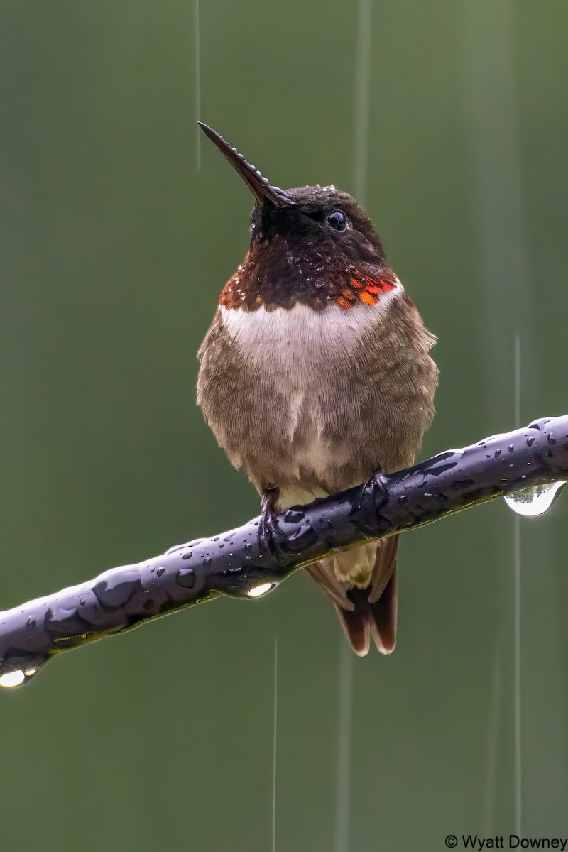Ruby-throated Hummingbird - ML619961440
