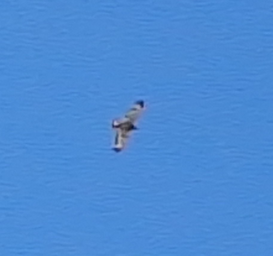 Broad-winged Hawk (Northern) - ML619961443