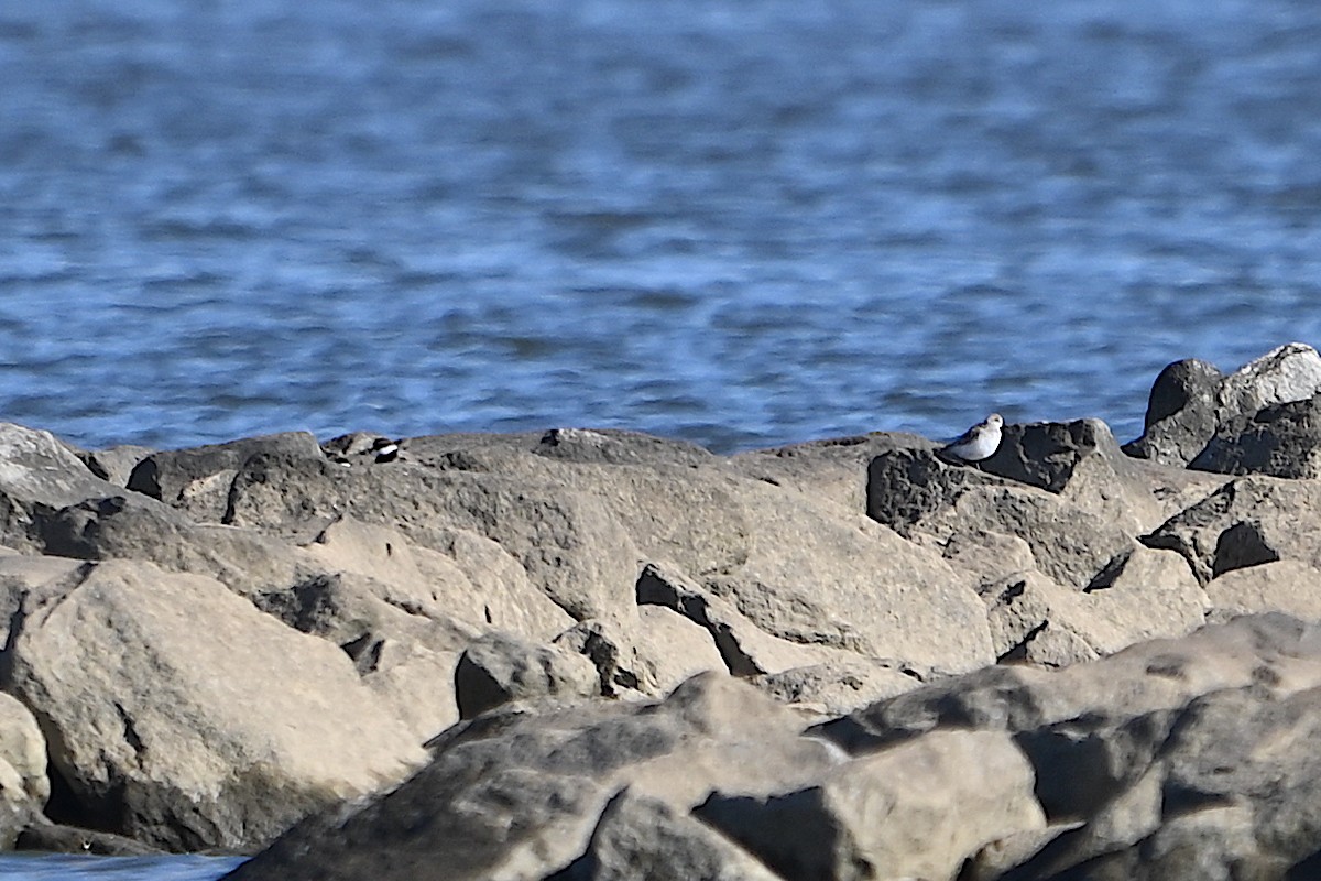 Semipalmated Sandpiper - ML619961451