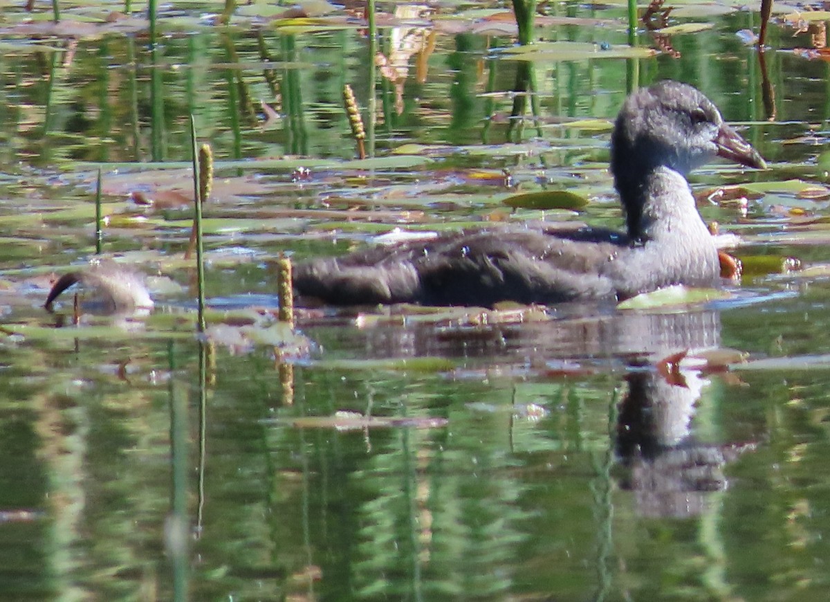 Common Gallinule - ML619961468