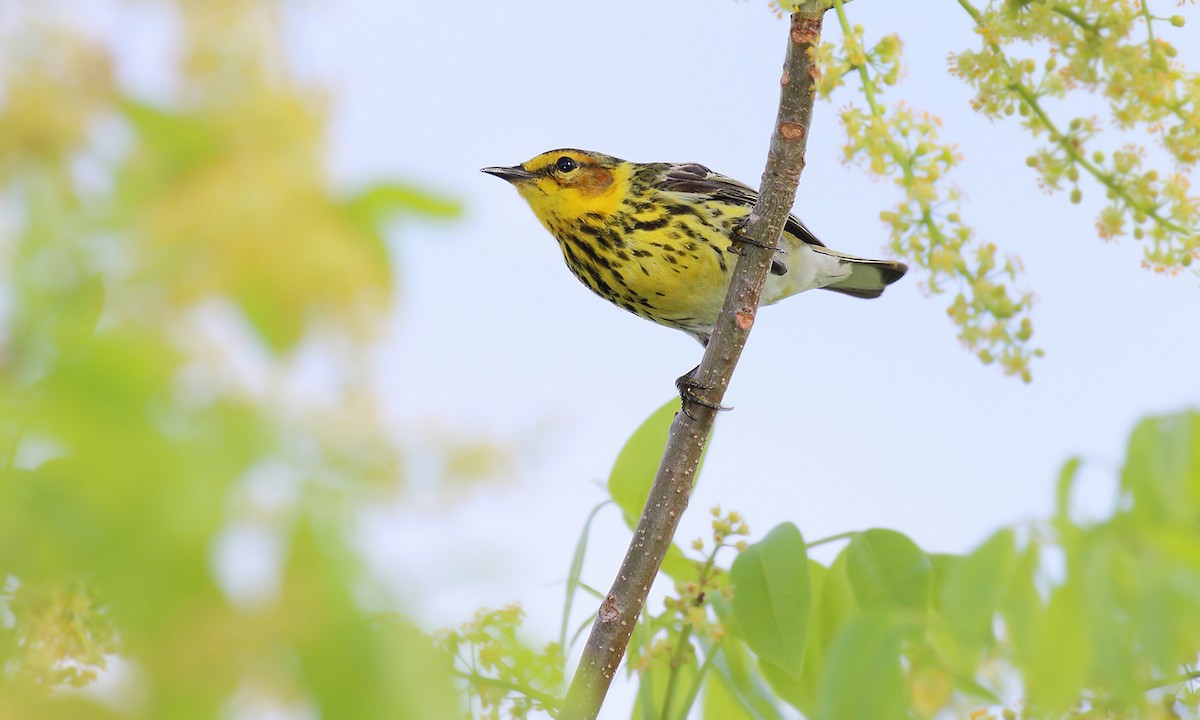 Cape May Warbler - ML619961479