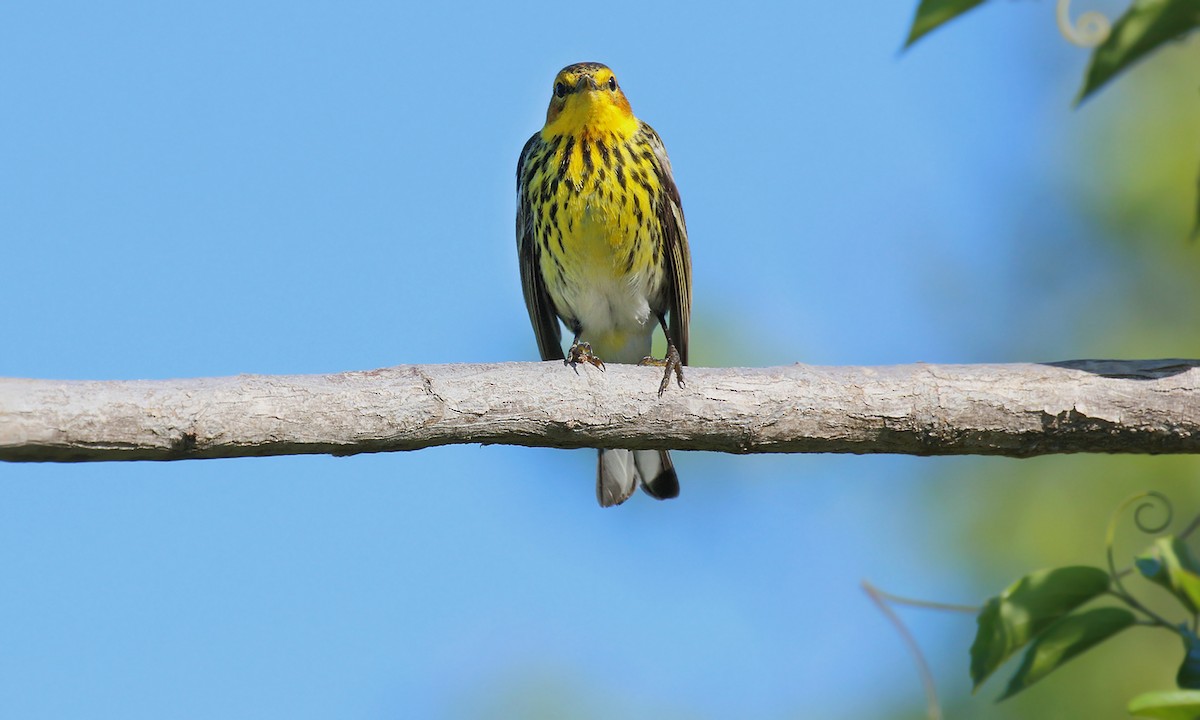 Cape May Warbler - ML619961480