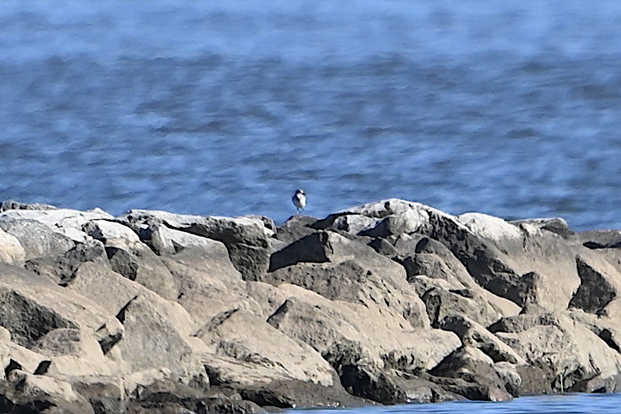 Semipalmated Sandpiper - ML619961495