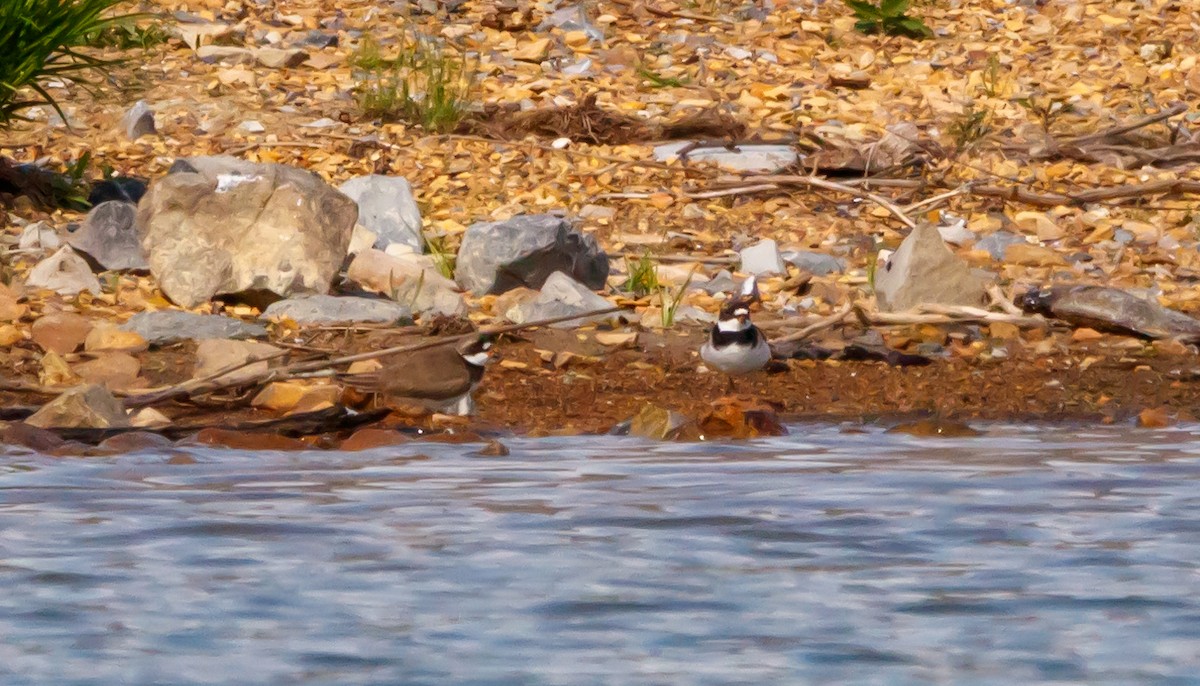Semipalmated Plover - ML619961500