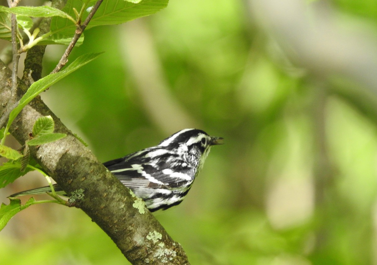 Black-and-white Warbler - ML619961501