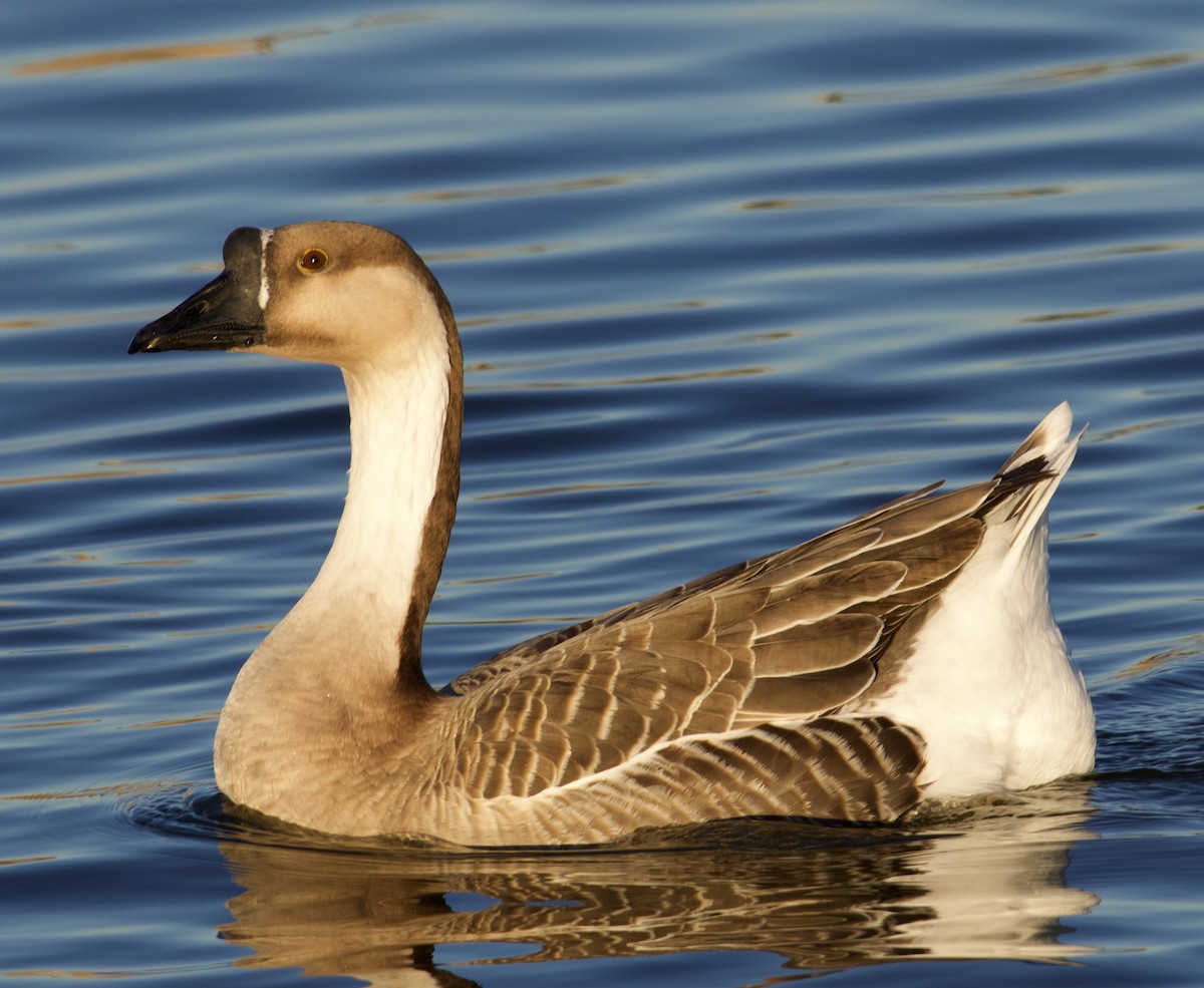 Swan Goose (Domestic type) - ML619961533