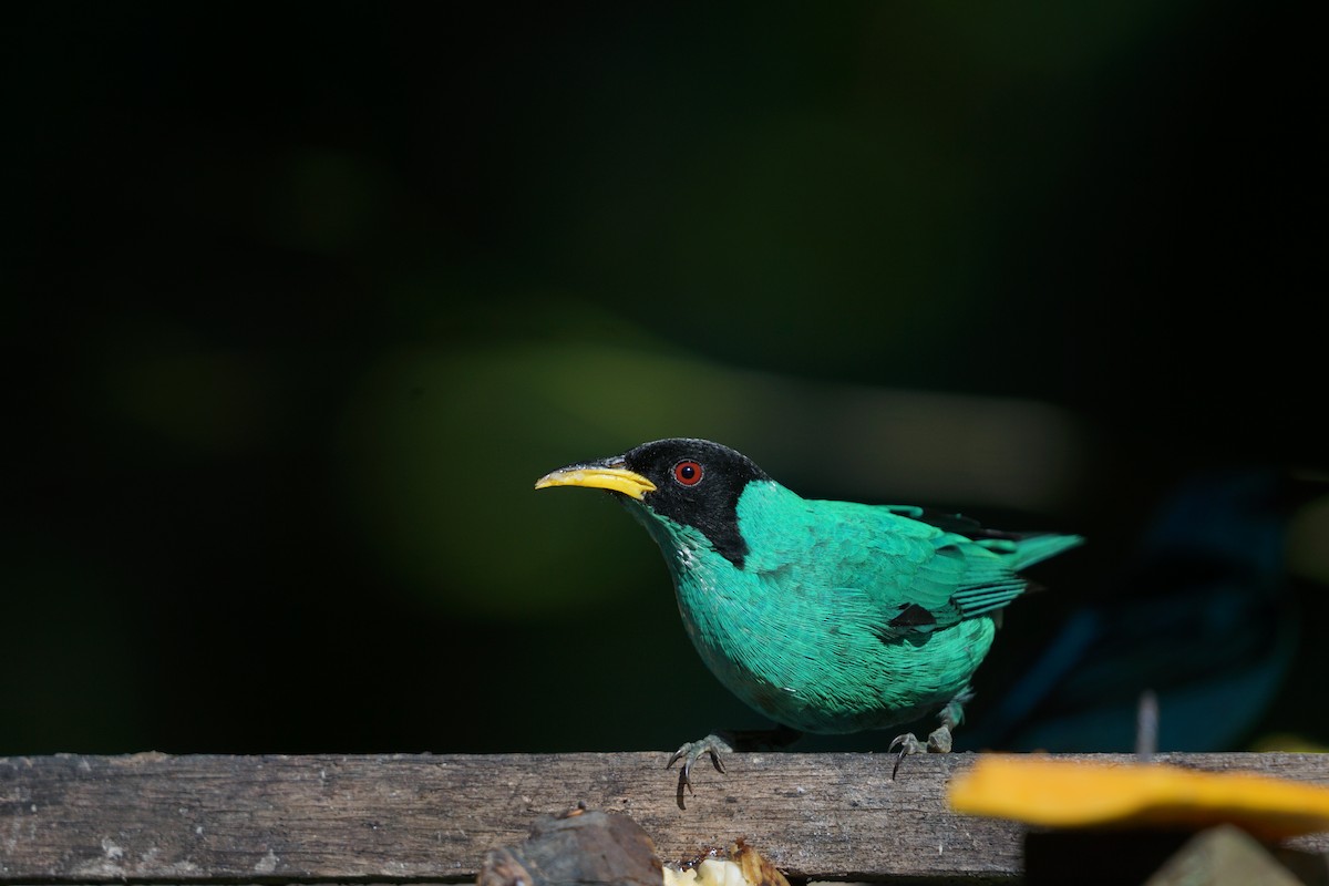 Green Honeycreeper - ML619961550