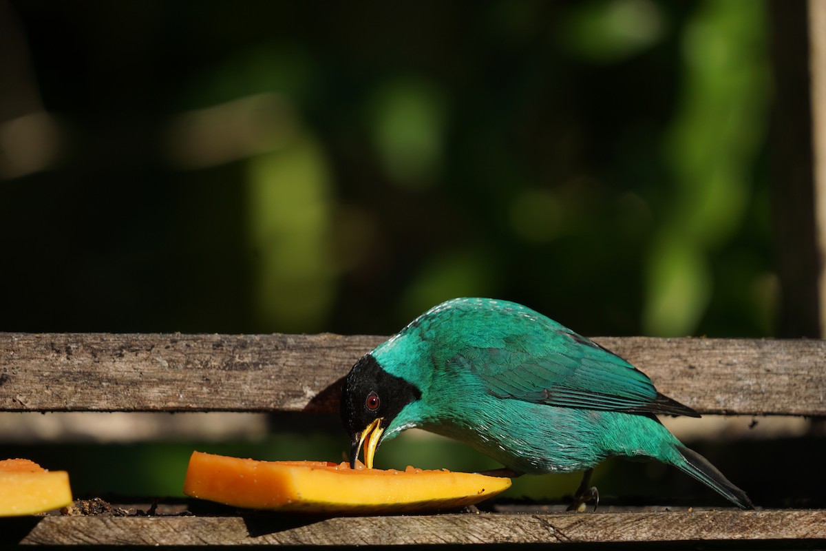 Green Honeycreeper - ML619961552