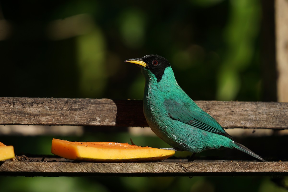 Green Honeycreeper - ML619961553