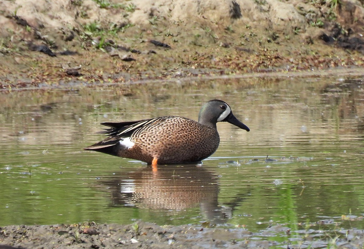 Blue-winged Teal - ML619961560