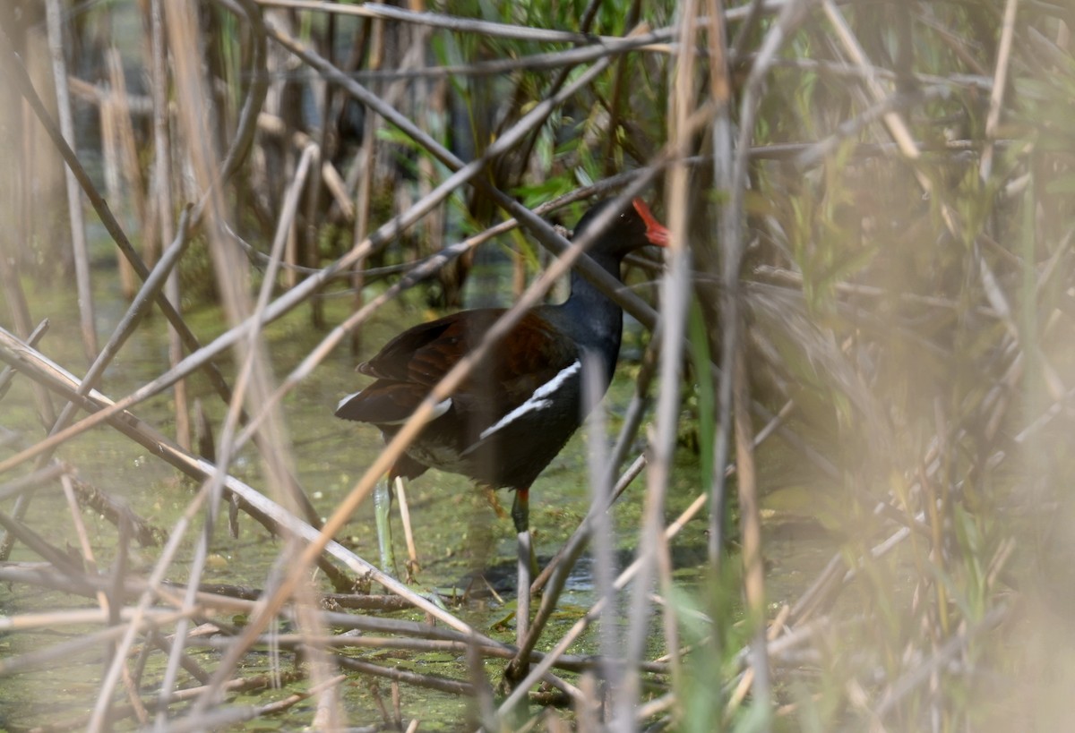 Common Gallinule - Johanne Boismenu